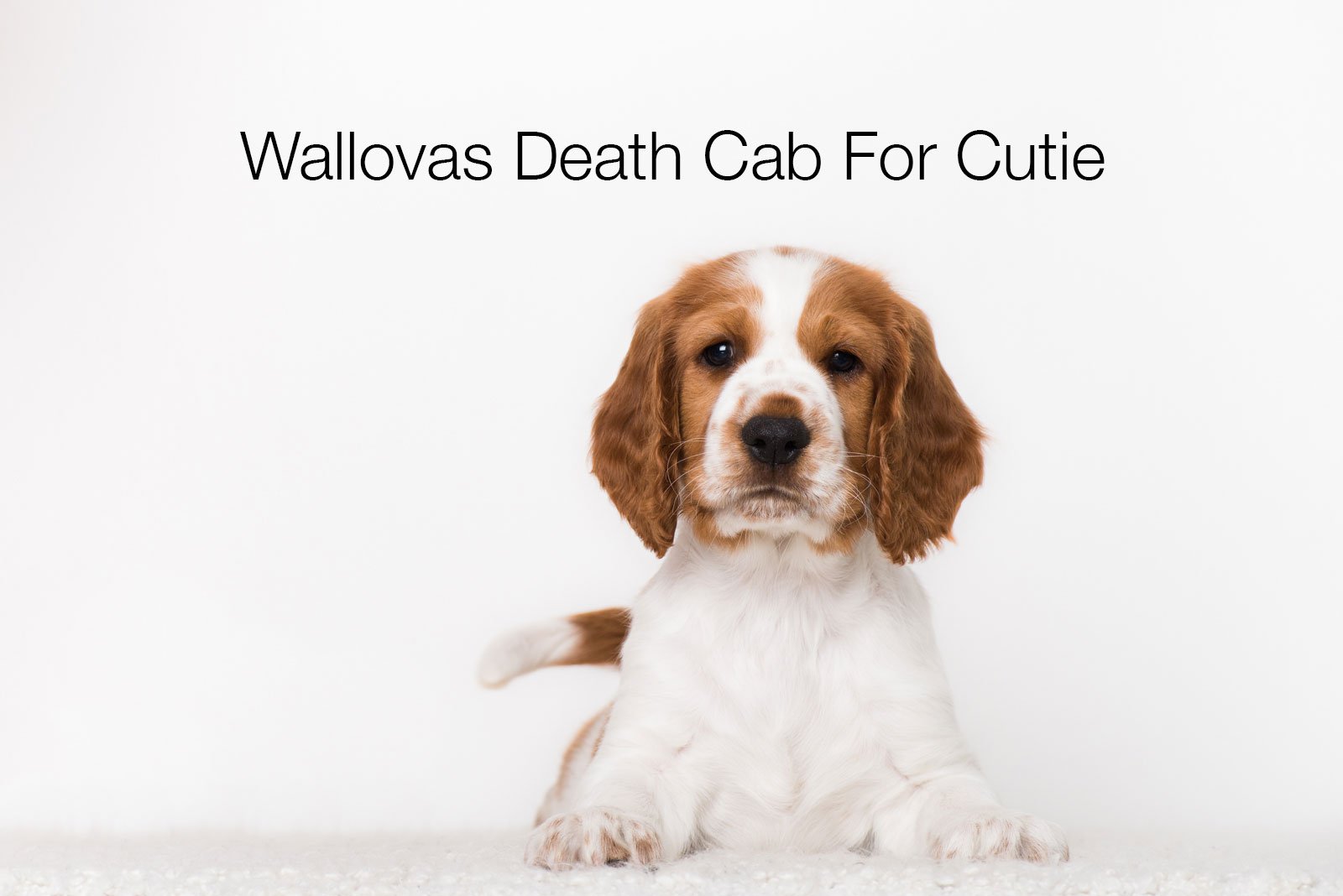 Death Cab for Cutie - Wikipedia