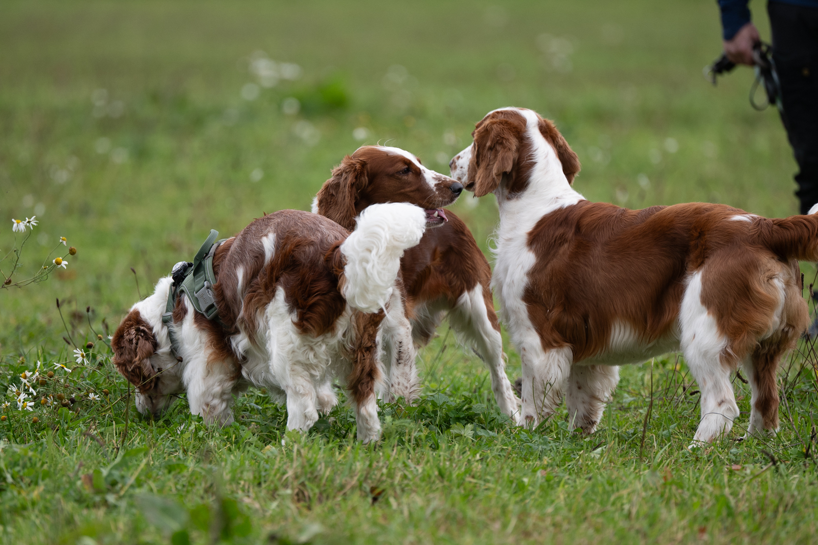 Kennel Wallova - Kennelträff 2025