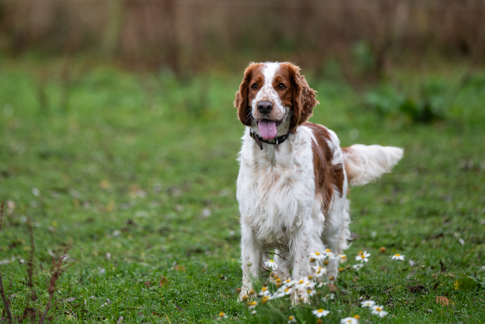 Kennel Wallova - Kennelträff 2025