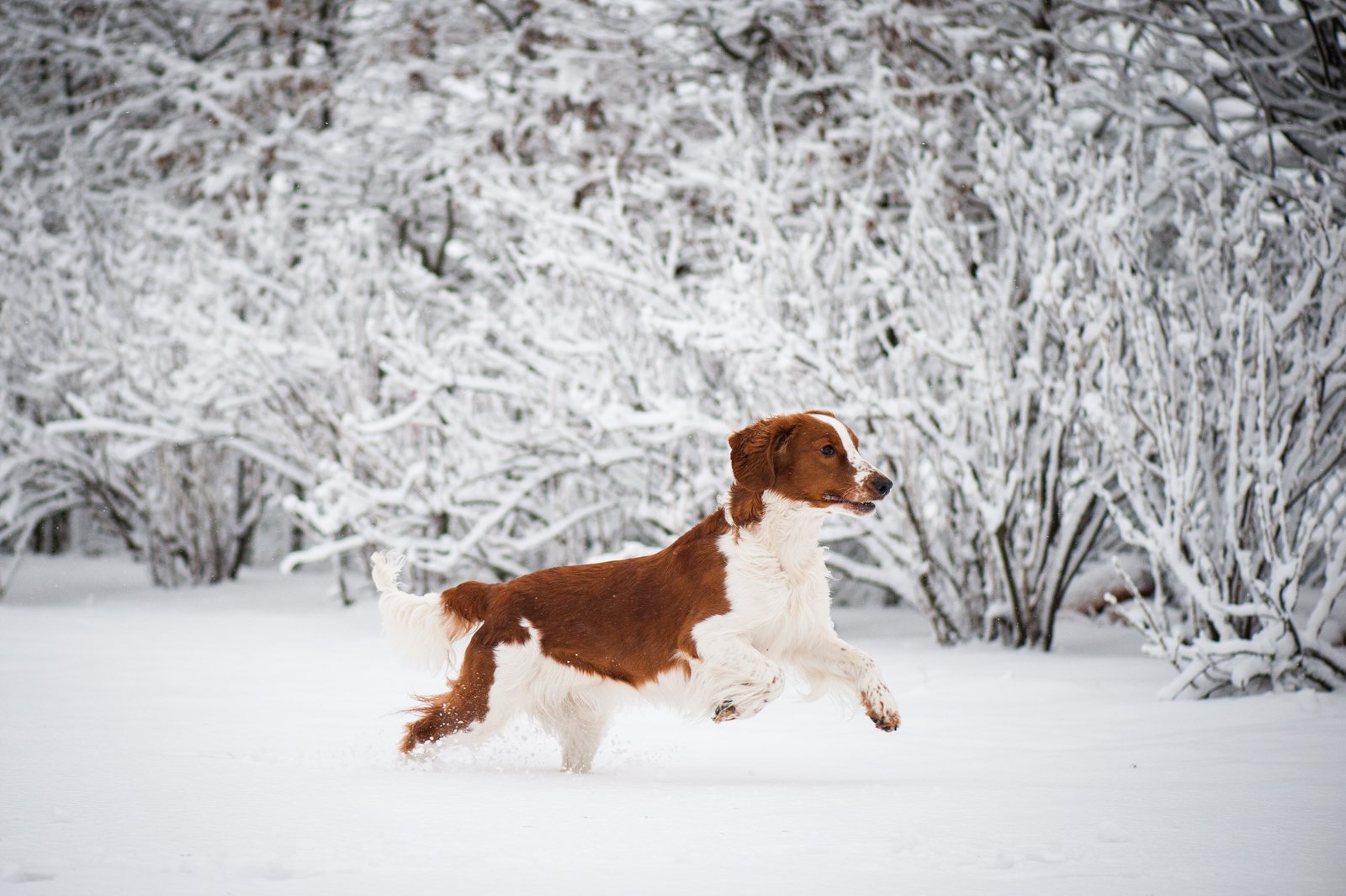 Alva springer i snön