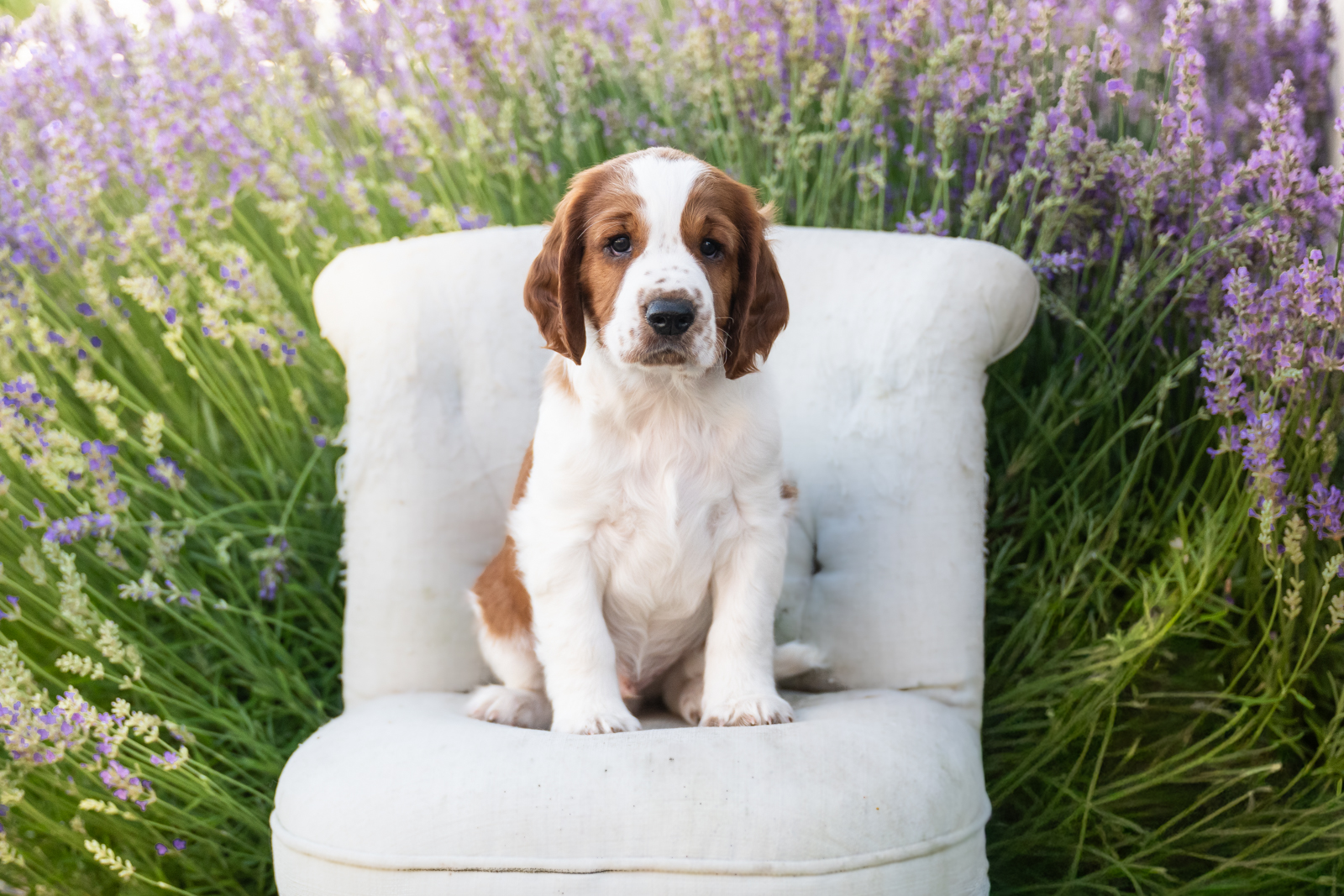 Valpar ur X-kullen 2026 - Kennel Wallova