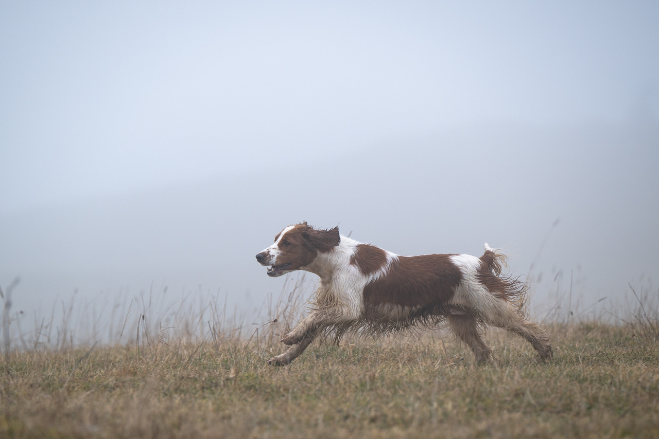Kennel Wallova - Welsh Springer Spaniel