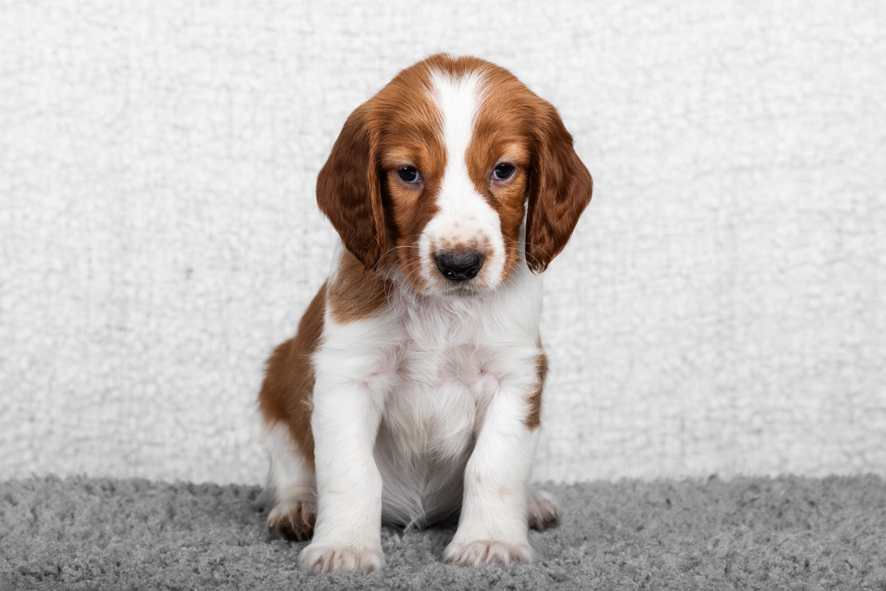 Valp ur R-kullen 2025 - Kennel Wallova