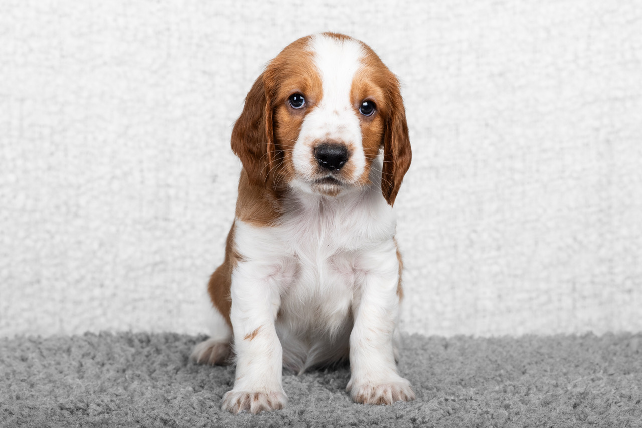 Valp ur R-kullen 2025 - Kennel Wallova