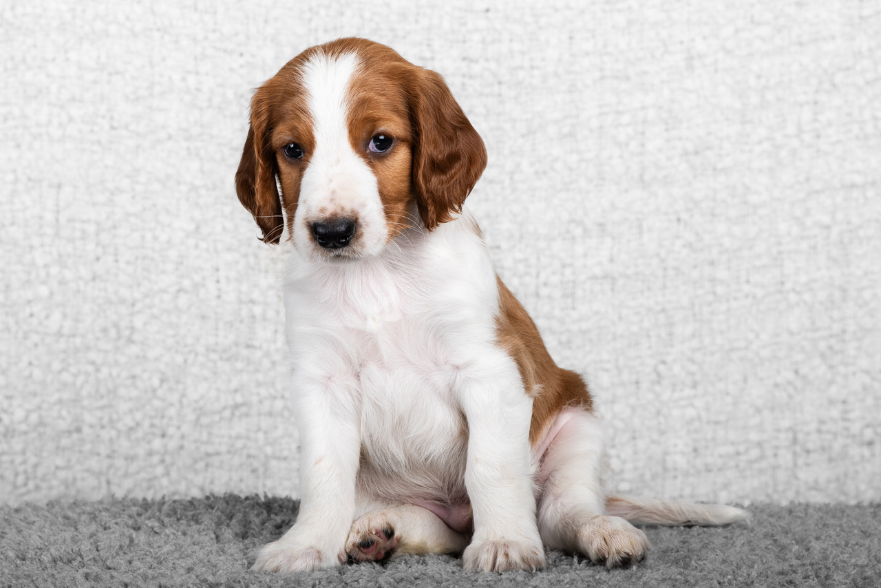 Valp ur R-kullen 2025 - Kennel Wallova