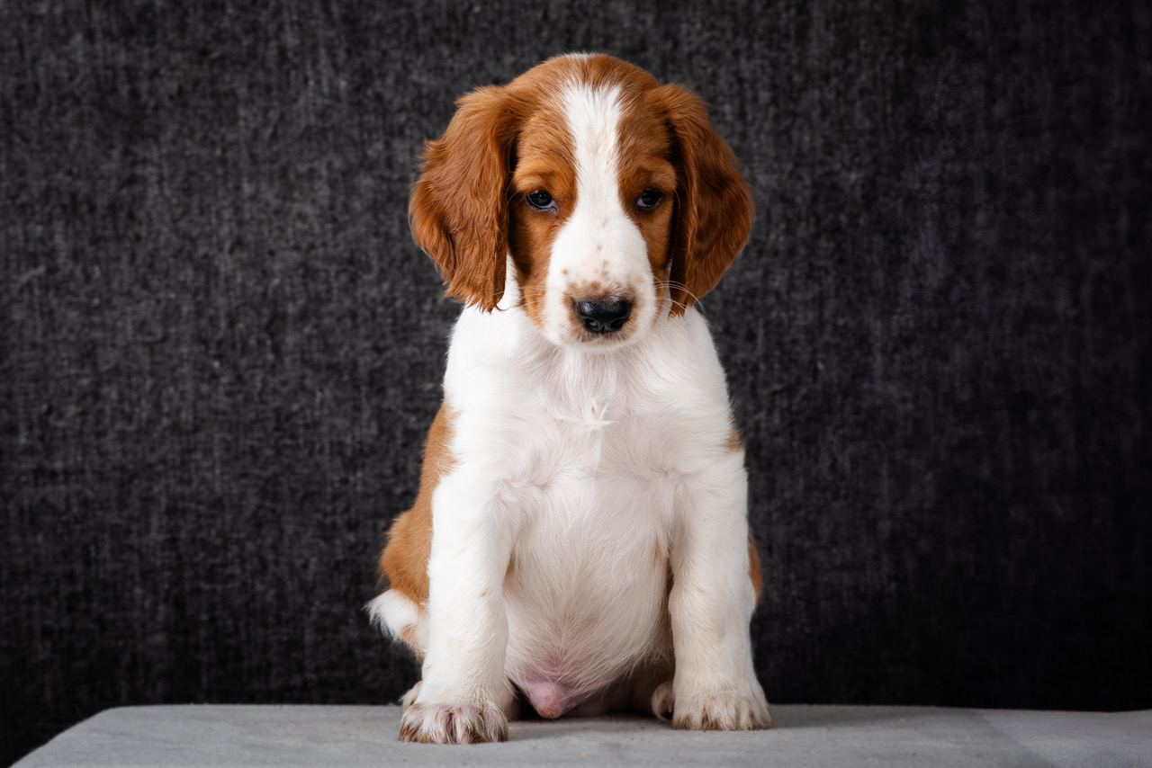 Valp ur R-kullen 2025 - Kennel Wallova