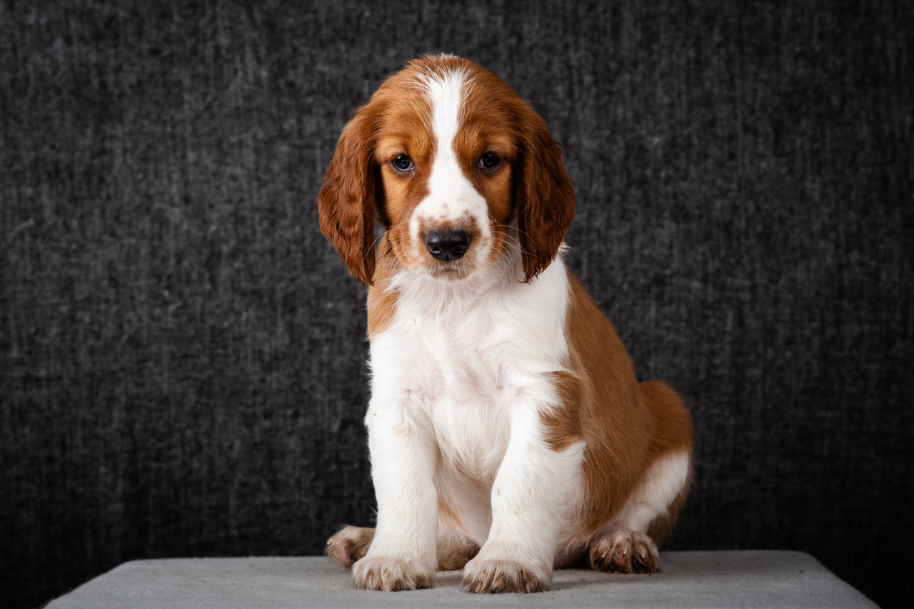 Valp ur R-kullen 2025 - Kennel Wallova