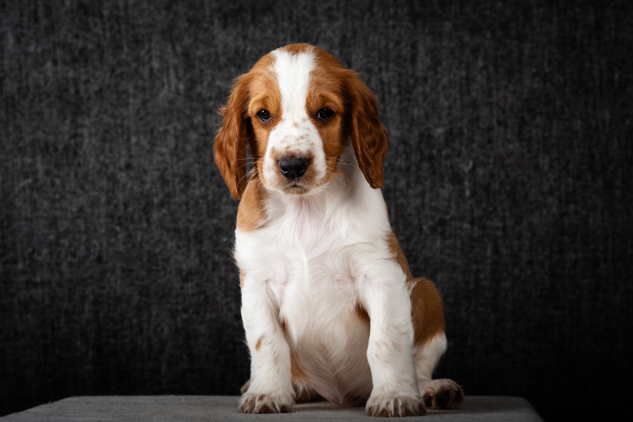 Valp ur R-kullen 2025 - Kennel Wallova