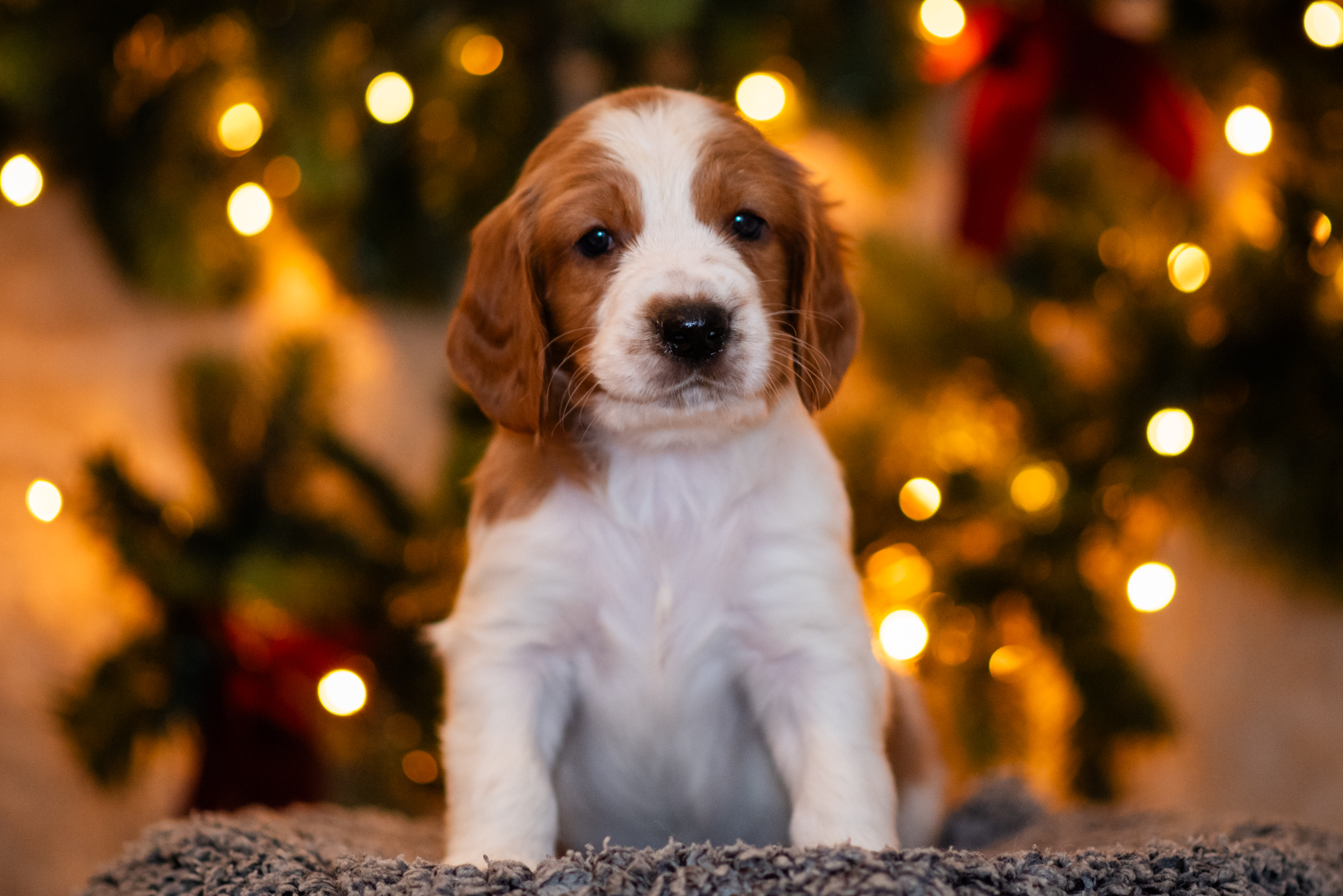 Valp ur S-kullen 2025 - Kennel Wallova