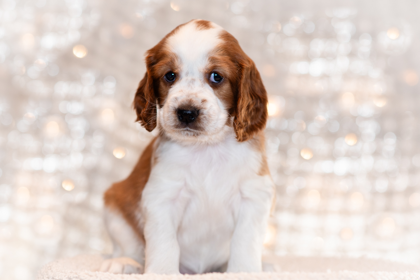 Valp ur T-kullen 2025 - Kennel Wallova