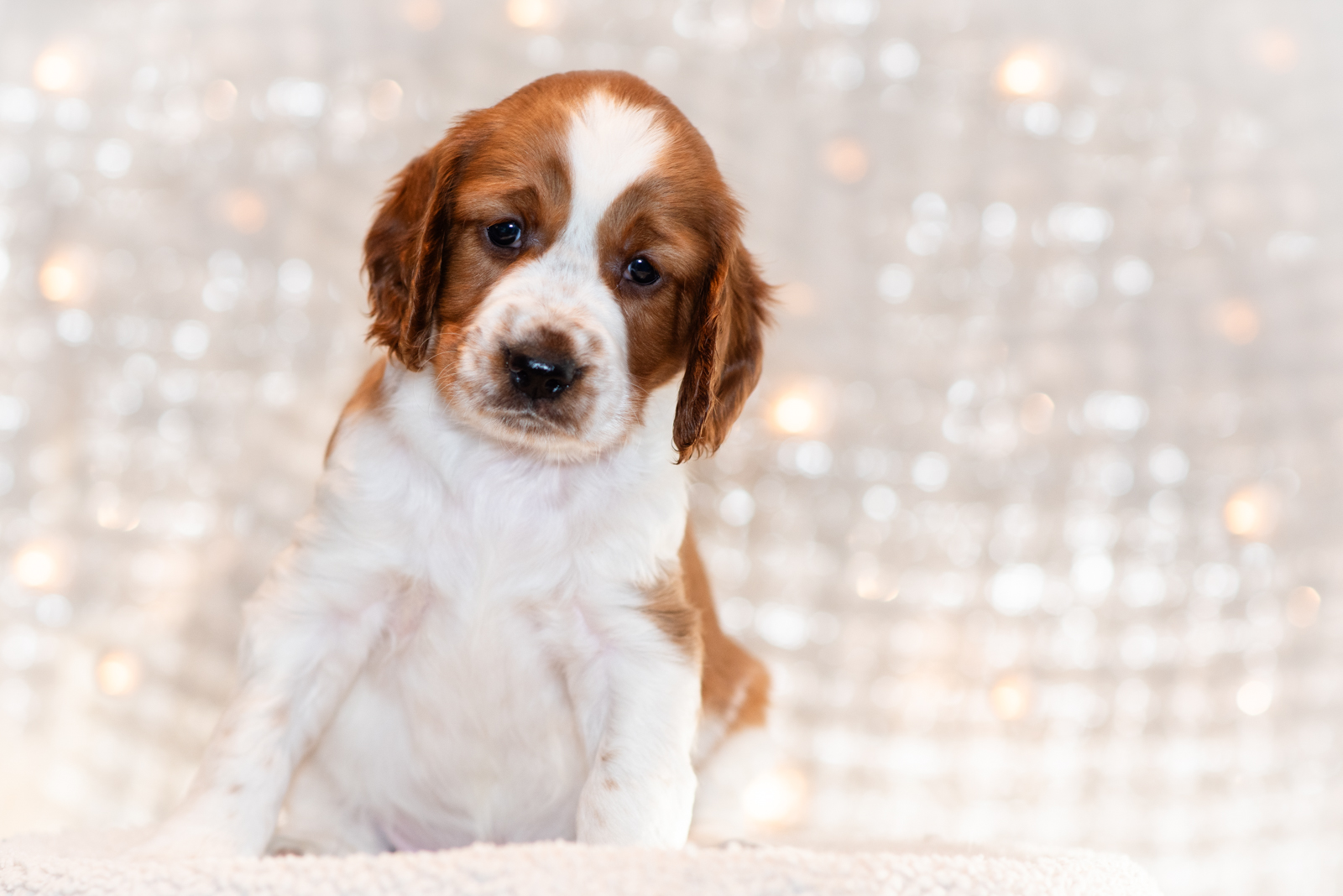 Valp ur T-kullen 2025 - Kennel Wallova