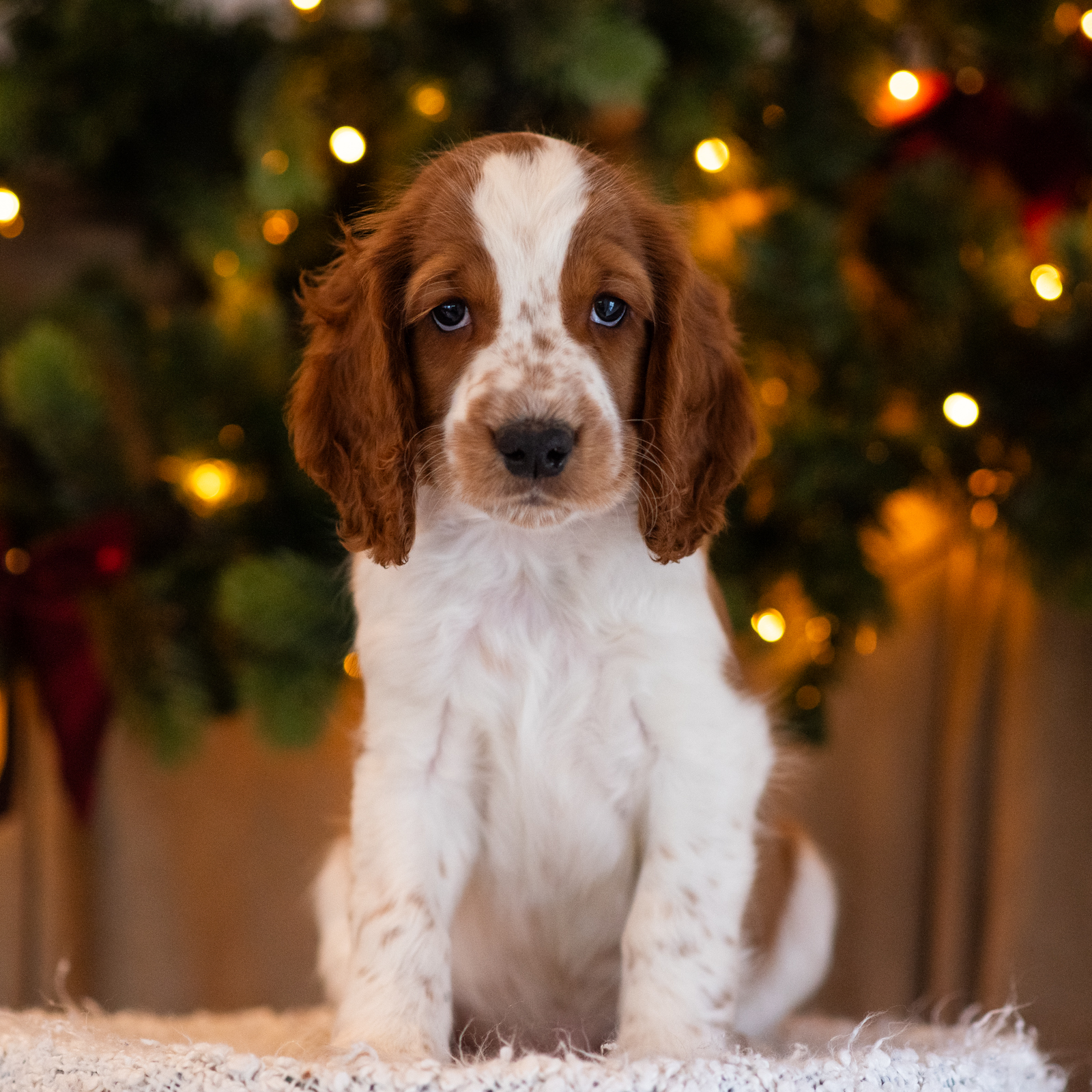 Valp ur T-kullen 2025 - Kennel Wallova