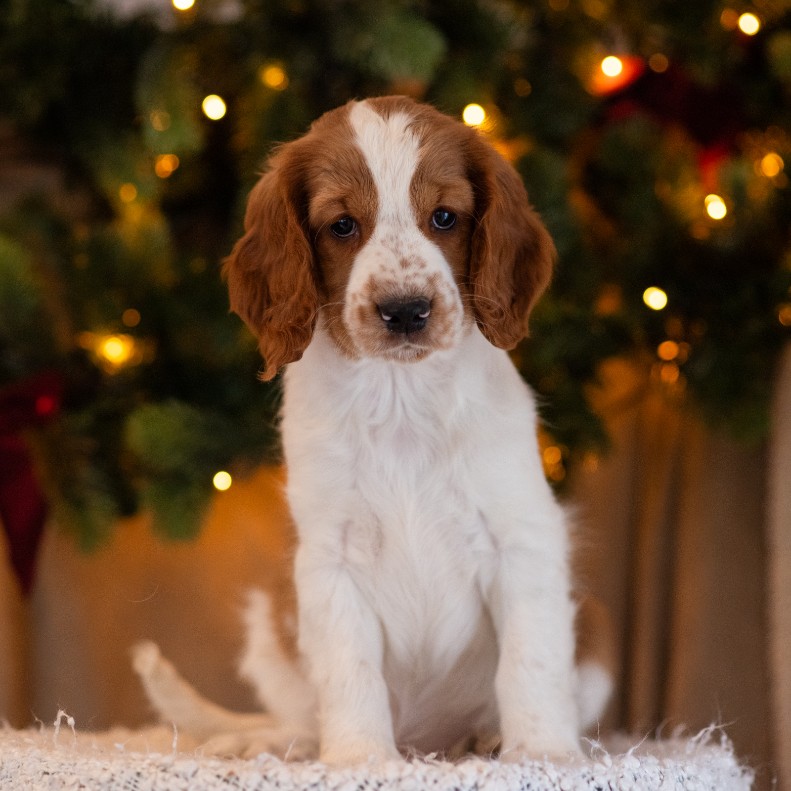 Valp ur T-kullen 2025 - Kennel Wallova