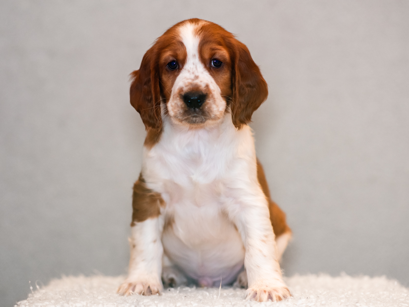 Valp ur T-kullen 2025 - Kennel Wallova