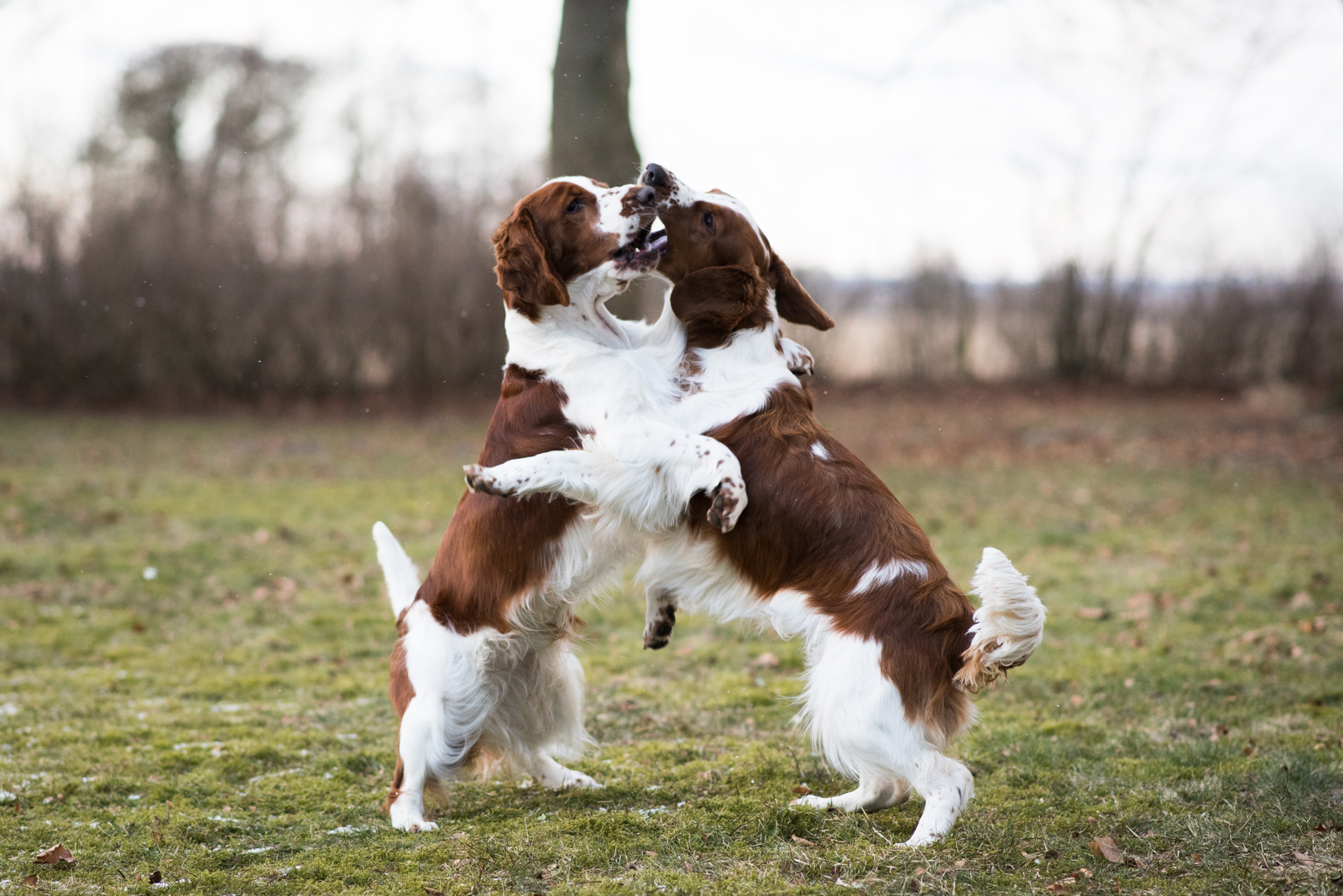 Eastfarm's Zachary och Wallovas Immaculate Machine