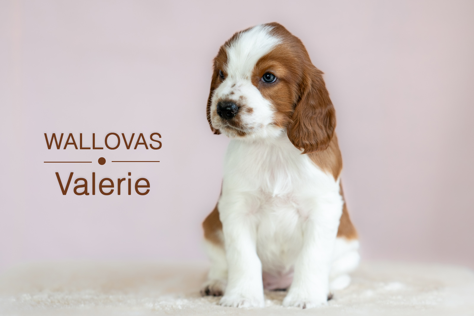 Valp ur V-kullen 2026 - Kennel Wallova