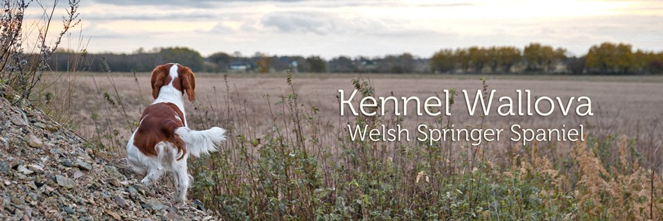 Kennel Wallova - Welsh Springer Spaniel